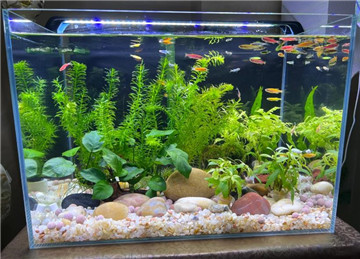 普通led灯能养水草吗3
