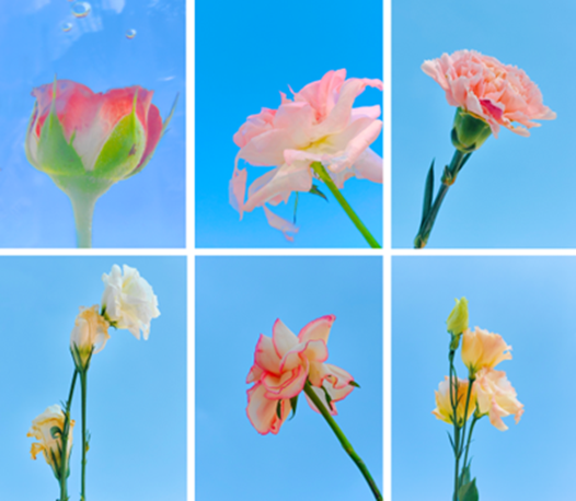 学生特别奖丨《花的轻舞》 | 张伟 | HUAWEI P60 Pro
